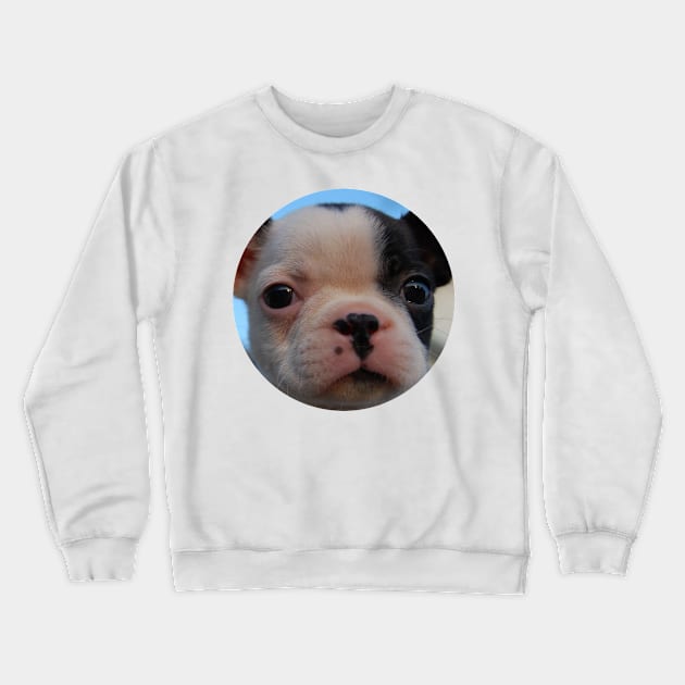 puppy dog dogs doggy pet Crewneck Sweatshirt by FromBerlinGift